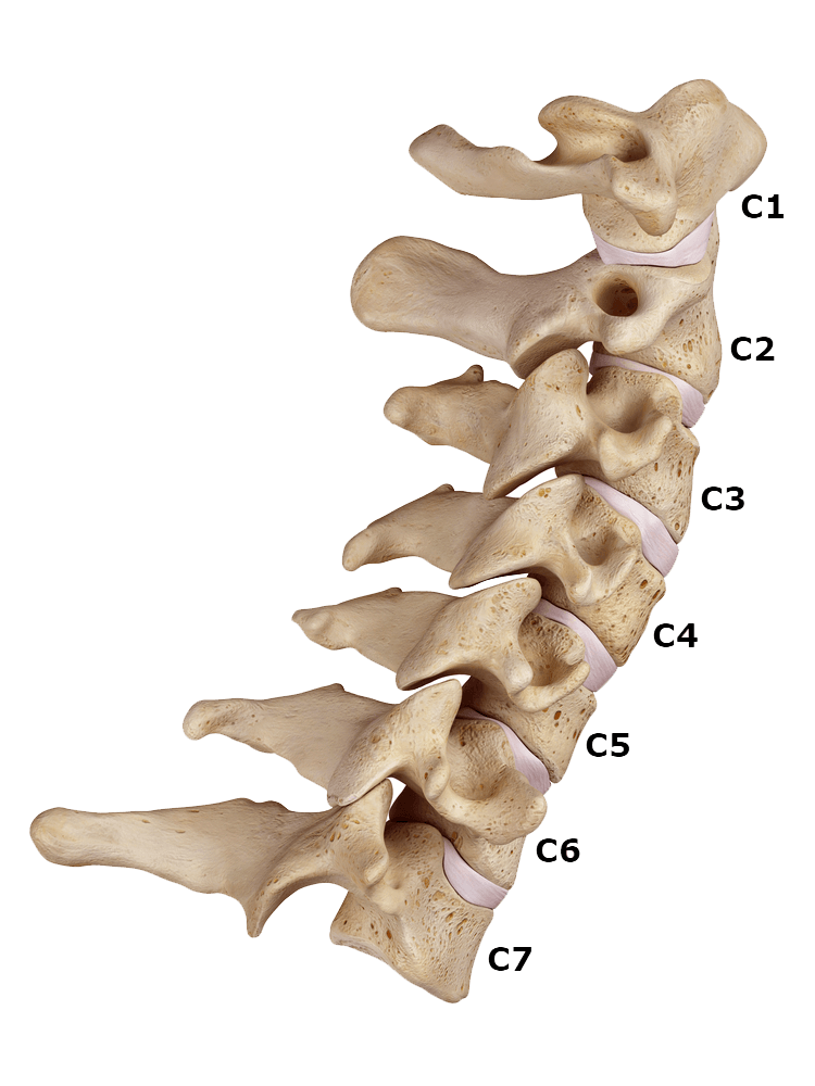 Spinal cord - ALIGNOLOGY & Associates