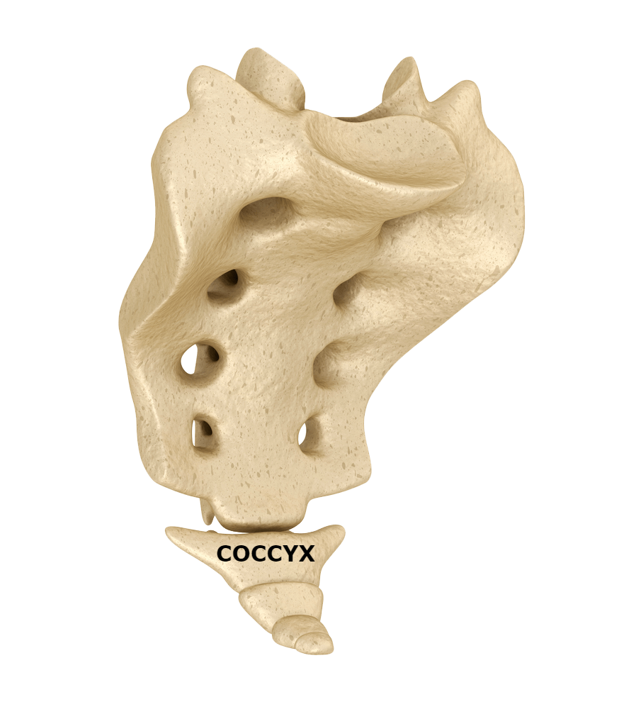coccyx labeled - ALIGNOLOGY & Associates