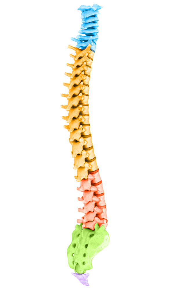 spinal model - ALIGNOLOGY & Associates
