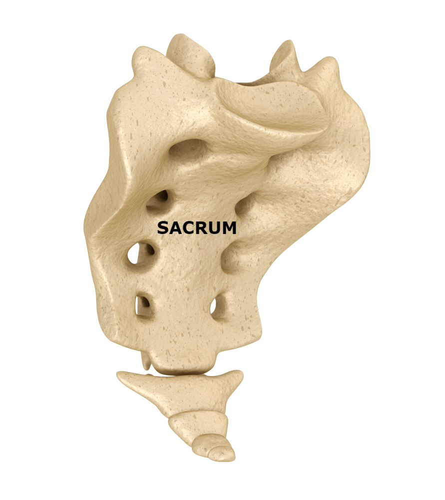 sacrum labeled - ALIGNOLOGY & Associates